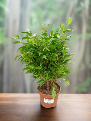 Ficus Benjamina Natasja Bandage (Benjamin or Weeping Fig) | 25 - 30cm - Acacia Garden Center