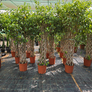 Ficus Benjamina (Weeping fig)| 1.5 - 1.8m - Acacia Garden Center