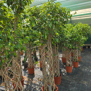 Ficus Benjamina (Weeping fig)| 1.5 - 1.8m - Acacia Garden Center