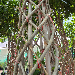 Ficus Benjamina (Weeping fig)| 1.5 - 1.8m - Acacia Garden Center