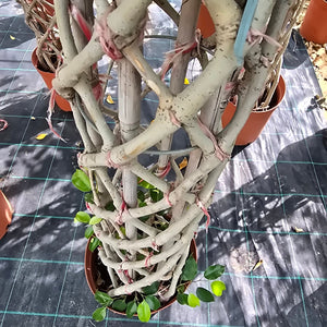 Ficus Benjamina (Weeping fig)| 1.5 - 1.8m - Acacia Garden Center