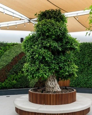 Ficus Bonsai Specimen (Ficus retusa) | 4.5–5.0 m - Acacia Garden Center