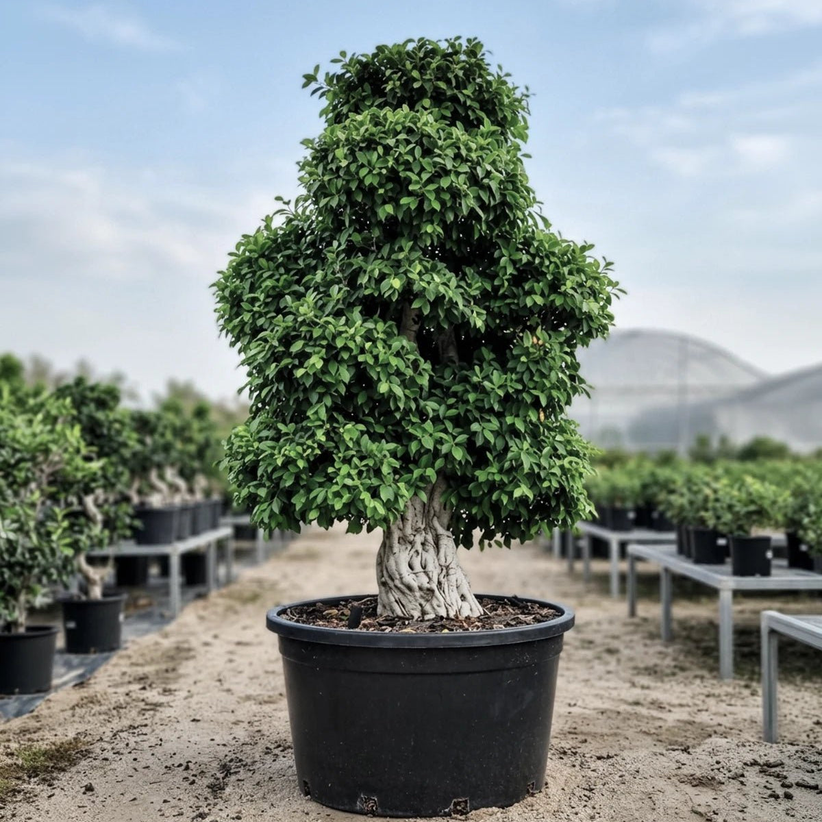 ginseng ficus bonsai tree ficus retusa Ficus Bonsai Specimen (Ficus retusa)