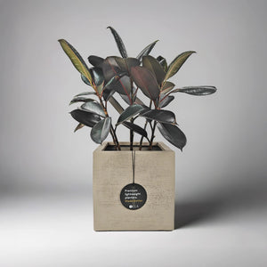 Ficus Elastica (Rubber plant) | 70 - 80 cm - Acacia Garden Center