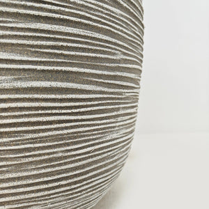 Ficus Elastica (Rubber plant) | 70 - 80 cm - Acacia Garden Center