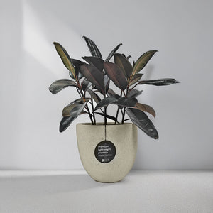 Ficus Elastica (Rubber plant) | 70 - 80 cm - Acacia Garden Center