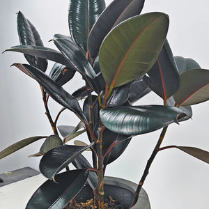 Ficus Elastica (Rubber plant) | 70 - 80 cm - Acacia Garden Center