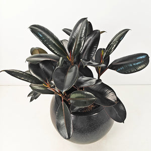 Ficus Elastica (Rubber plant) | 70 - 80 cm - Acacia Garden Center