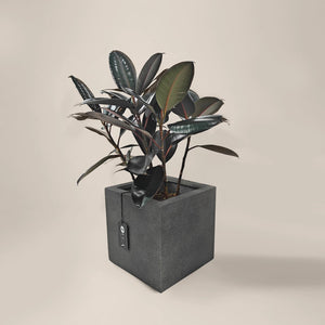 Ficus Elastica (Rubber plant) | 70 - 80 cm - Acacia Garden Center