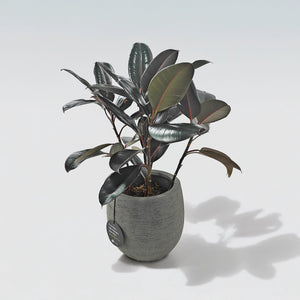 Ficus Elastica (Rubber plant) | 70 - 80 cm - Acacia Garden Center