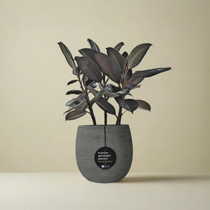 Ficus Elastica (Rubber plant) | 70 - 80 cm - Acacia Garden Center