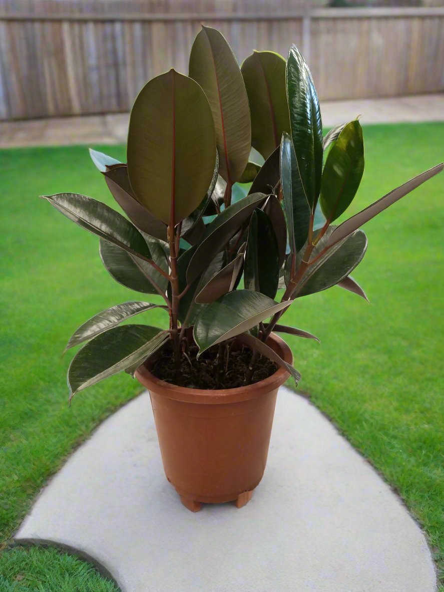 Ficus Elastica (Rubber plant) | 70 - 80 cm - Acacia Garden Center