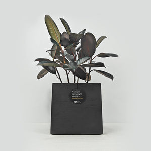 Ficus Elastica (Rubber plant) | 70 - 80 cm - Acacia Garden Center