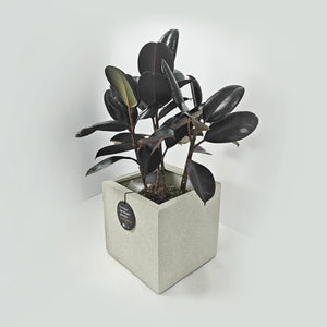 Ficus Elastica (Rubber plant) | 70 - 80 cm - Acacia Garden Center