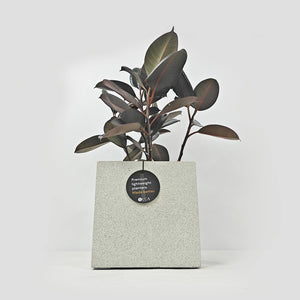 Ficus Elastica (Rubber plant) | 70 - 80 cm - Acacia Garden Center