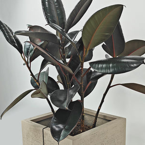 Ficus Elastica (Rubber plant) | 70 - 80 cm - Acacia Garden Center