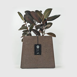 Ficus Elastica (Rubber plant) | 70 - 80 cm - Acacia Garden Center