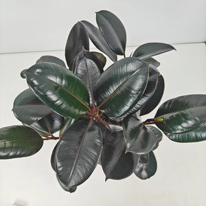 Ficus Elastica (Rubber plant) | 70 - 80 cm - Acacia Garden Center
