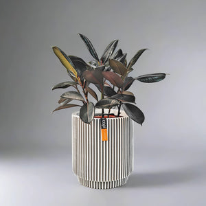 Ficus Elastica (Rubber plant) | 70 - 80 cm - Acacia Garden Center