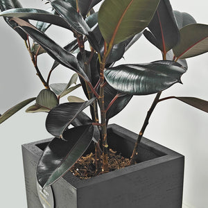 Ficus Elastica (Rubber plant) | 70 - 80 cm - Acacia Garden Center