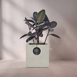 Ficus Elastica (Rubber plant) | 70 - 80 cm - Acacia Garden Center