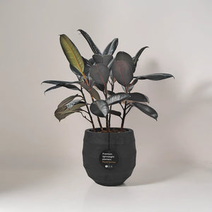 Ficus Elastica (Rubber plant) | 70 - 80 cm - Acacia Garden Center