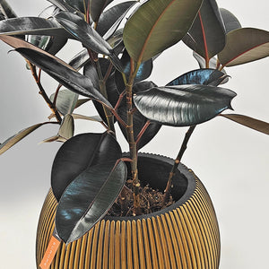 Ficus Elastica (Rubber plant) | 70 - 80 cm - Acacia Garden Center