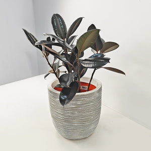 Ficus Elastica (Rubber plant) | 70 - 80 cm - Acacia Garden Center