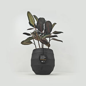 Ficus Elastica (Rubber plant) | 70 - 80 cm - Acacia Garden Center