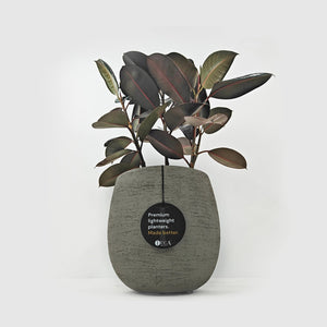 Ficus Elastica (Rubber plant) | 70 - 80 cm - Acacia Garden Center