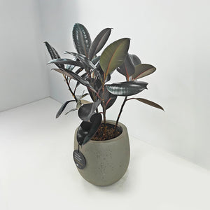 Ficus Elastica (Rubber plant) | 70 - 80 cm - Acacia Garden Center
