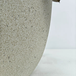 Ficus Elastica (Rubber plant) | 70 - 80 cm - Acacia Garden Center