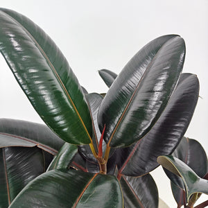 Ficus Elastica (Rubber plant) | 70 - 80 cm - Acacia Garden Center