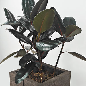 Ficus Elastica (Rubber plant) | 70 - 80 cm - Acacia Garden Center