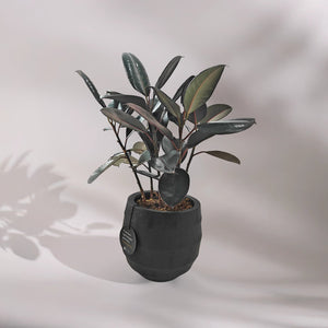 Ficus Elastica (Rubber plant) | 70 - 80 cm - Acacia Garden Center