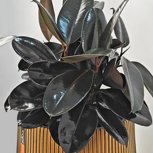 Ficus Elastica (Rubber plant) | 70 - 80 cm - Acacia Garden Center