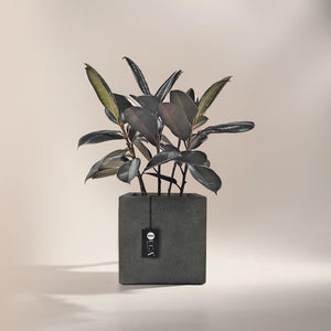 Ficus Elastica (Rubber plant) | 70 - 80 cm - Acacia Garden Center