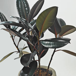 Ficus Elastica (Rubber plant) | 70 - 80 cm - Acacia Garden Center