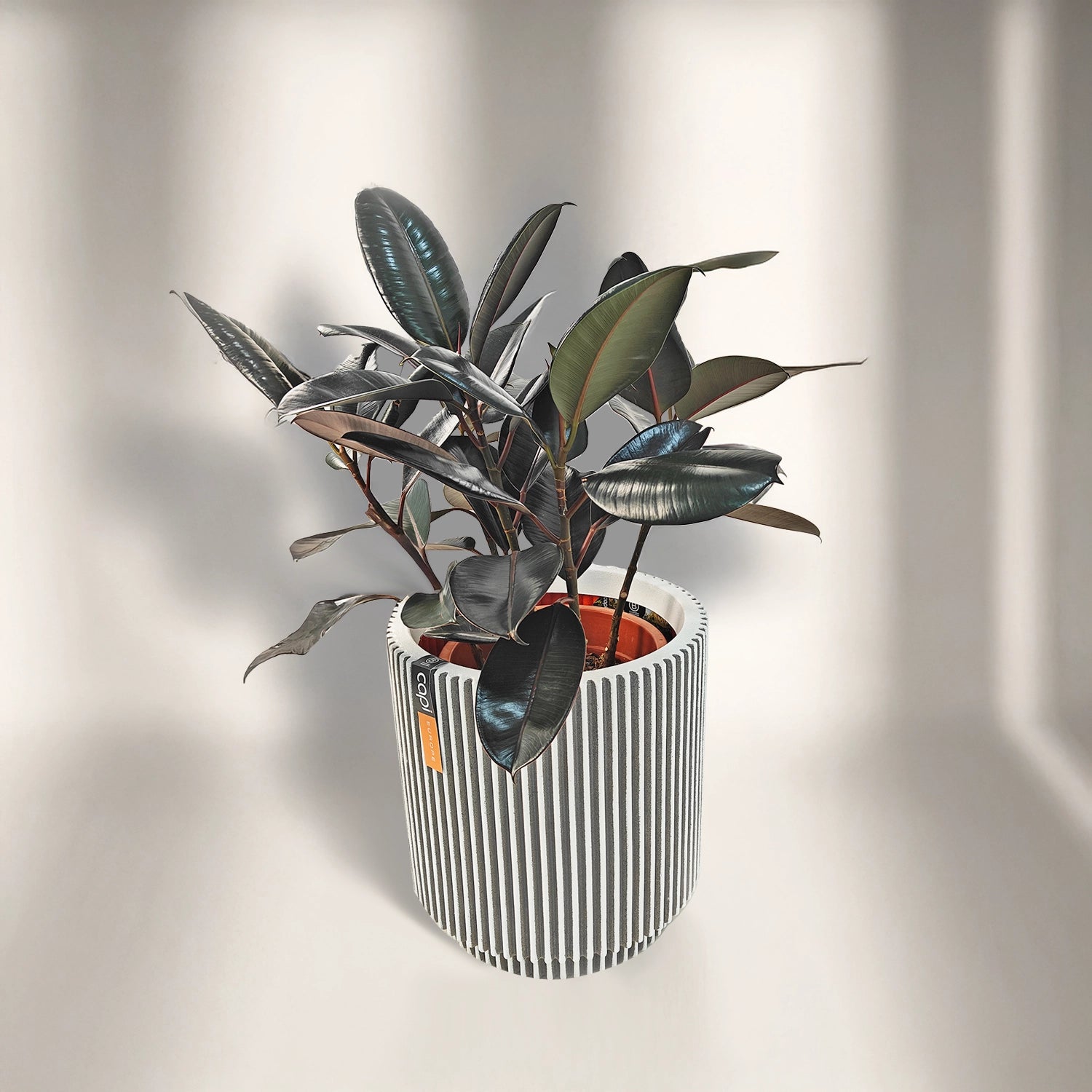 Ficus Elastica (Rubber plant) | 70 - 80 cm - Acacia Garden Center