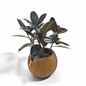 Ficus Elastica (Rubber plant) | 70 - 80 cm - Acacia Garden Center