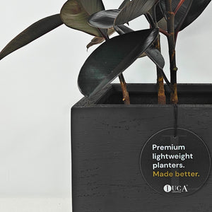 Ficus Elastica (Rubber plant) | 70 - 80 cm - Acacia Garden Center