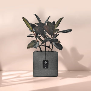 Ficus Elastica (Rubber plant) | 70 - 80 cm - Acacia Garden Center