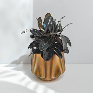 Ficus Elastica (Rubber plant) | 70 - 80 cm - Acacia Garden Center