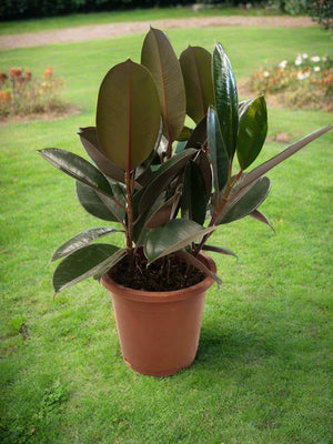 Ficus Elastica (Rubber plant) | 70 - 80 cm - Acacia Garden Center