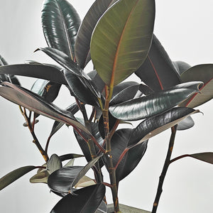 Ficus Elastica (Rubber plant) | 70 - 80 cm - Acacia Garden Center
