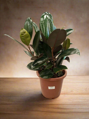 Ficus Elastica (Rubber plant) | 70 - 80 cm - Acacia Garden Center