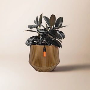 Ficus Elastica (Rubber plant) | 70 - 80 cm - Acacia Garden Center