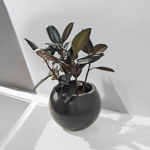 Ficus Elastica (Rubber plant) | 70 - 80 cm - Acacia Garden Center