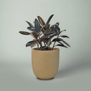 Ficus Elastica (Rubber plant) | 70 - 80 cm - Acacia Garden Center