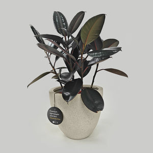 Ficus Elastica (Rubber plant) | 70 - 80 cm - Acacia Garden Center